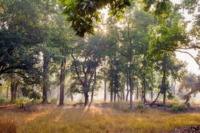 Flora Of Bandhavgarh National Park