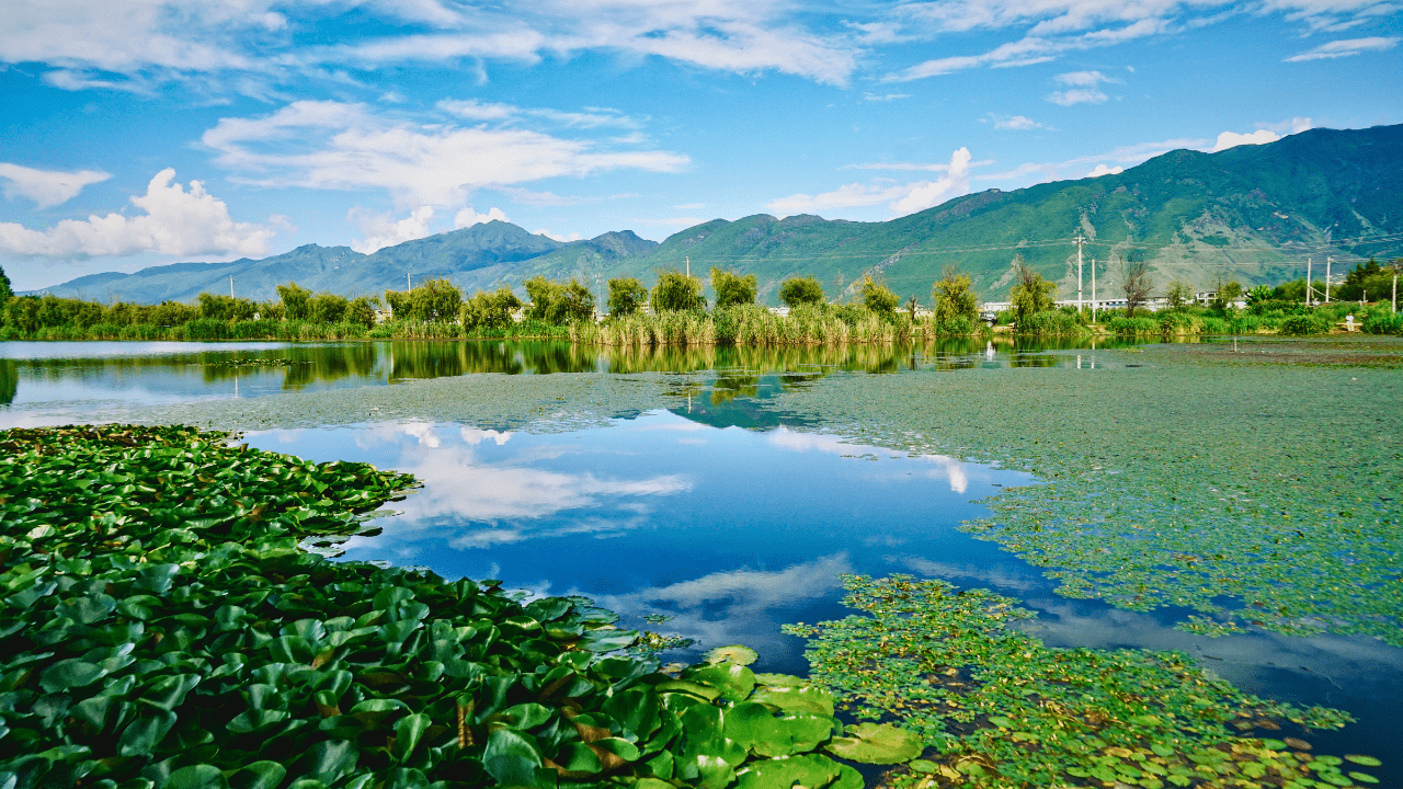 Harike Wetland